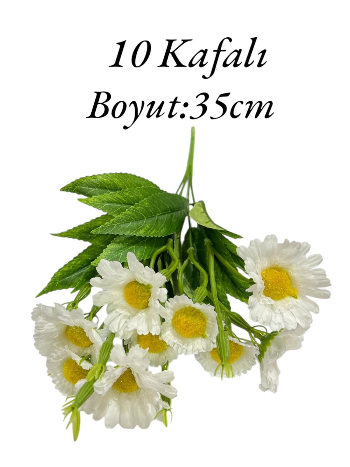 Saplı Papatya