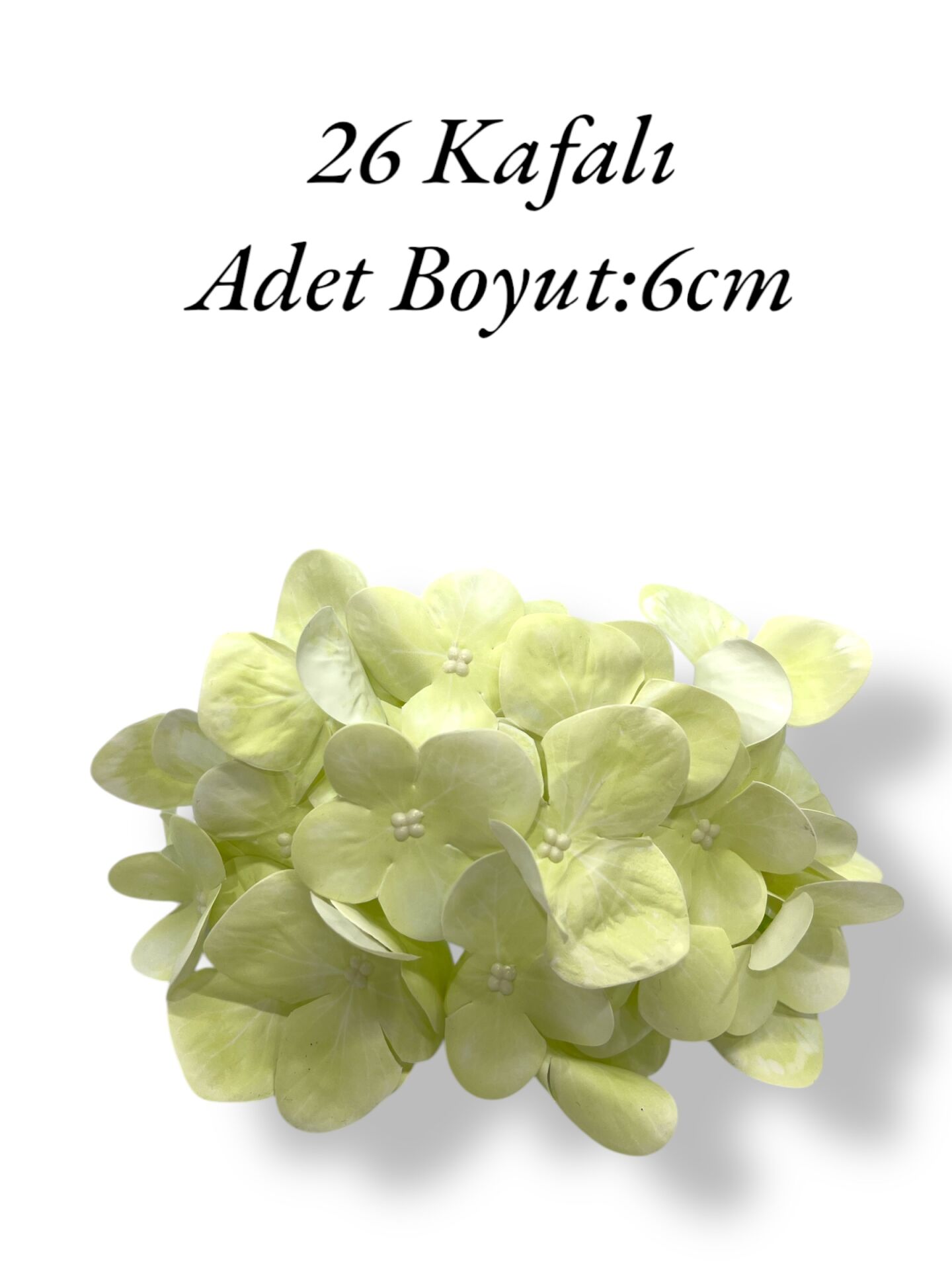 Islak Ortanca Kafa Krem