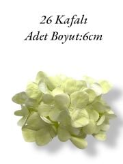 Islak Ortanca Kafa Krem
